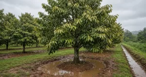 ต้นทุเรียนในสวนหลังฝนตก มีน้ำขังรอบโคนต้น ใบปลายกิ่งซีดและเหี่ยวลู่ลง สัญญาณเสี่ยงโรครากเน่าโคนเน่า